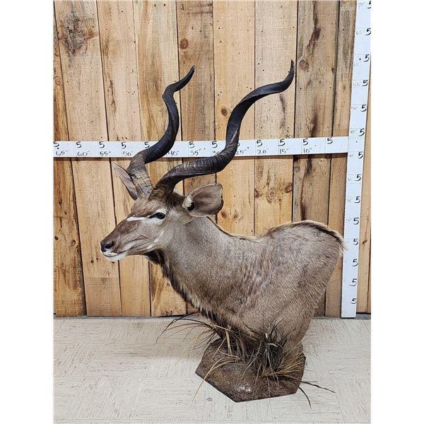 African Kudu Table Top/ Floor Pedestal Taxidermy Mount