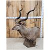 Image 1 : African Kudu Table Top/ Floor Pedestal Taxidermy Mount