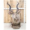 Image 5 : African Kudu Table Top/ Floor Pedestal Taxidermy Mount