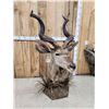 Image 6 : African Kudu Table Top/ Floor Pedestal Taxidermy Mount