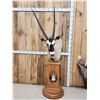 Image 1 : African Gemsbok Pedestal Taxidermy Mount