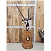 Image 2 : African Gemsbok Pedestal Taxidermy Mount