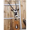 Image 3 : African Gemsbok Pedestal Taxidermy Mount