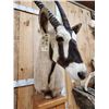 Image 4 : African Gemsbok Pedestal Taxidermy Mount