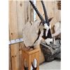 Image 5 : African Gemsbok Pedestal Taxidermy Mount