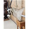 Image 7 : African Gemsbok Pedestal Taxidermy Mount