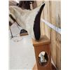 Image 8 : African Gemsbok Pedestal Taxidermy Mount
