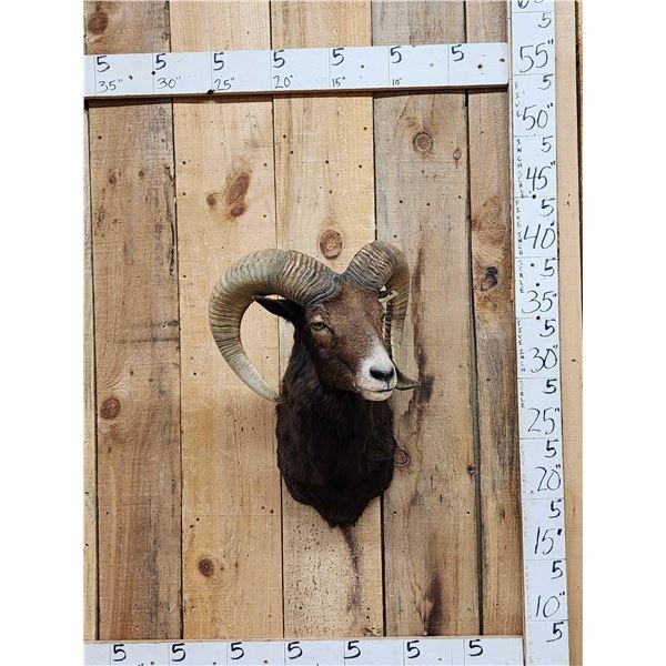 Ram Sheep Shoulder Mount Taxidermy