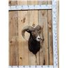 Image 1 : Ram Sheep Shoulder Mount Taxidermy