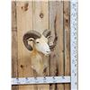 Image 1 : Ram Sheep Shoulder Mount Taxidermy