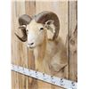 Image 2 : Ram Sheep Shoulder Mount Taxidermy