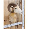 Image 3 : Ram Sheep Shoulder Mount Taxidermy
