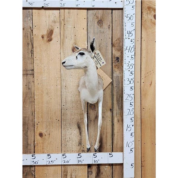 Indian Black Female Half Body Taxidermy Mount