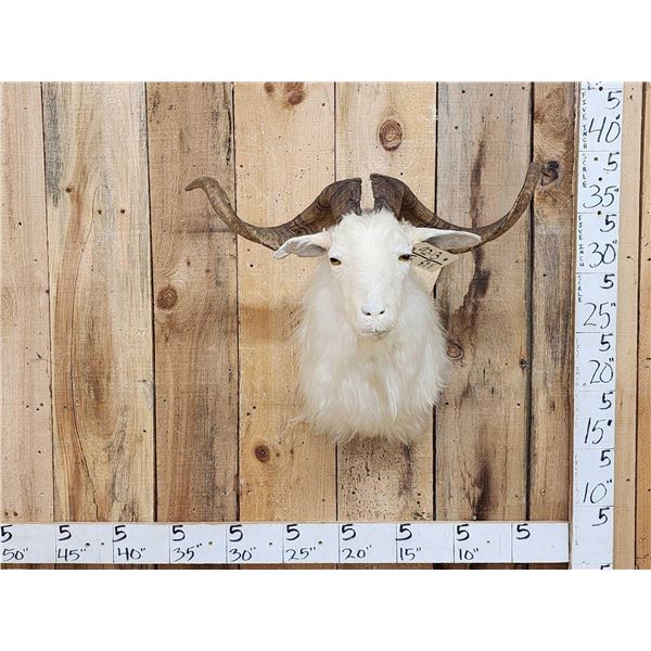 Angora Goat Shoulder Mount Taxidermy