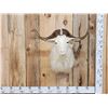 Image 1 : Angora Goat Shoulder Mount Taxidermy