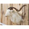 Image 2 : Angora Goat Shoulder Mount Taxidermy