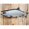 Image 2 : 29" King Salmon Reproduction Fish Taxidermy