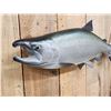 Image 4 : 29" King Salmon Reproduction Fish Taxidermy