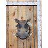 Image 1 : African Warthog Shoulder Mount Taxidermy
