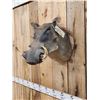 Image 3 : African Warthog Shoulder Mount Taxidermy
