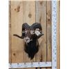 Image 1 : Mouflon Ram Sheep Shoulder Mount Taxidermy