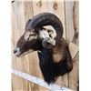 Image 4 : Mouflon Ram Sheep Shoulder Mount Taxidermy