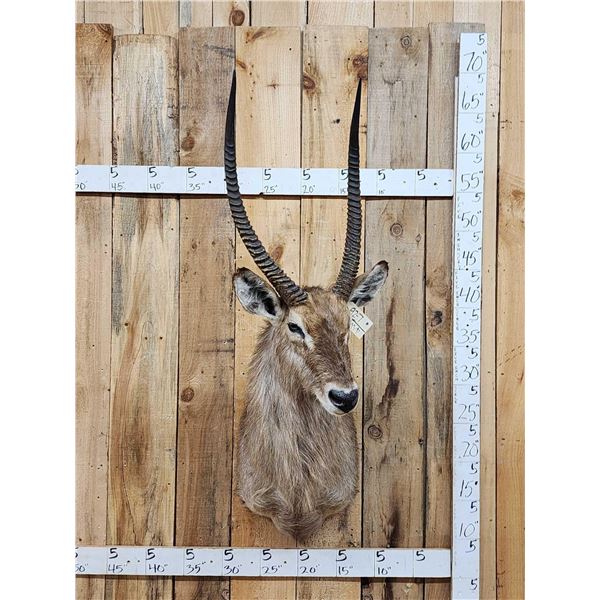 African Waterbuck Shoulder Mount Taxidermy
