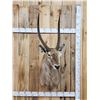 Image 1 : African Waterbuck Shoulder Mount Taxidermy