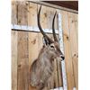 Image 2 : African Waterbuck Shoulder Mount Taxidermy