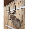 Image 4 : African Waterbuck Shoulder Mount Taxidermy