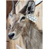 Image 5 : African Waterbuck Shoulder Mount Taxidermy