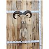 Image 1 : Aoudad Or Barbary Sheep Half Body Taxidermy Mount