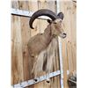 Image 2 : Aoudad Or Barbary Sheep Half Body Taxidermy Mount