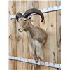 Image 3 : Aoudad Or Barbary Sheep Half Body Taxidermy Mount