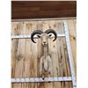 Image 4 : Aoudad Or Barbary Sheep Half Body Taxidermy Mount