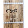 Image 1 : Aoudad Or Barbary Sheep Shoulder mount Taxidermy