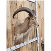 Image 2 : Aoudad Or Barbary Sheep Shoulder mount Taxidermy