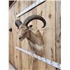 Image 3 : Aoudad Or Barbary Sheep Shoulder mount Taxidermy