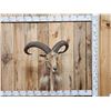 Image 4 : Aoudad Or Barbary Sheep Shoulder mount Taxidermy