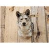 Image 2 : Coyote Shoulder Mount Taxidermy