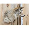 Image 3 : Coyote Shoulder Mount Taxidermy