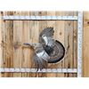 Image 1 : Unusual Color Phase Hen Turkey In Flight Bird Taxidermy
