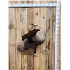 Image 1 : Turkey Harvest Mount Bird Taxidermy