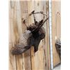 Image 2 : Turkey Harvest Mount Bird Taxidermy