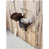 Image 3 : Turkey Harvest Mount Bird Taxidermy