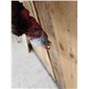 Image 4 : Turkey Harvest Mount Bird Taxidermy