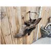 Image 6 : Turkey Harvest Mount Bird Taxidermy