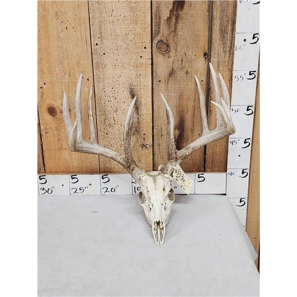 184 4/8" Gross Whitetail Antlers On Skull