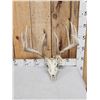 Image 1 : 184 4/8" Gross Whitetail Antlers On Skull