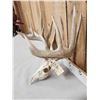 Image 2 : 184 4/8" Gross Whitetail Antlers On Skull